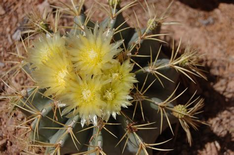 Loose Ends: Knitted Ancestors: Arizona Cacti Flowers