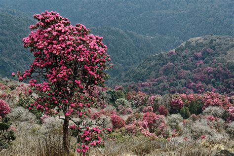 Rhododendron forests just before … – License image – 71357195 lookphotos