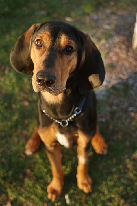 George - Black and Tan Coonhound | Coonhound, Puppies, Super cute puppies