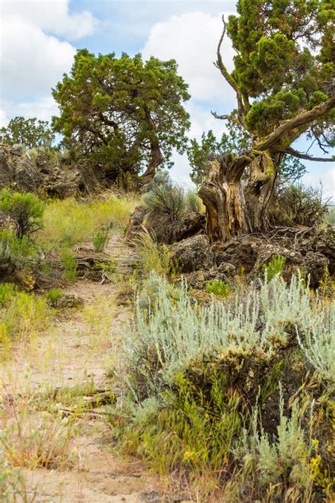 High Desert Hiking Trails stock photo. Image of high - 41743864