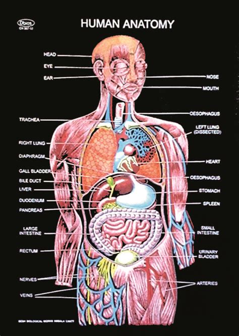 Free Anatomy Pictures Of The Human Body : Anatomy Of The Human Body ...