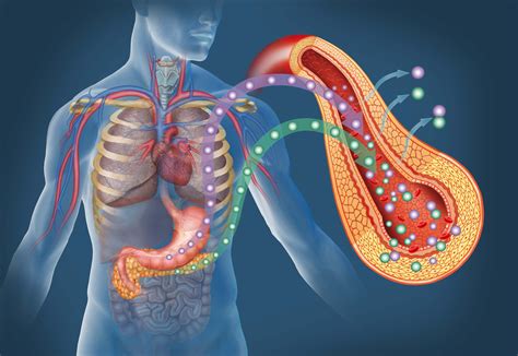 Blocking Hyaluronan Pancreas Buildup Prevents Type 1 Diabetes