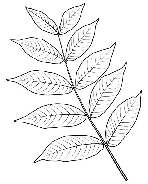 Leaf Coloring Page, Colouring Pages, Coloring Books, Chicano Art Tattoos, Leaf Outline, Maple ...