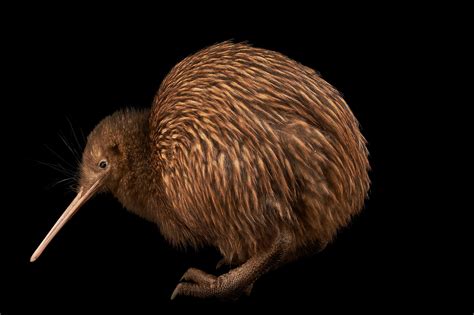 How New Zealand's Glaciers Shaped The Origin of the Kiwi Bird