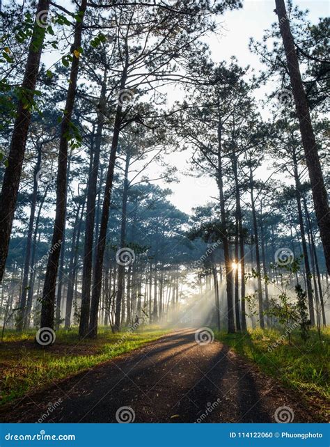 Pine Tree Forest at Sunrise Stock Photo - Image of morning, pasture: 114122060