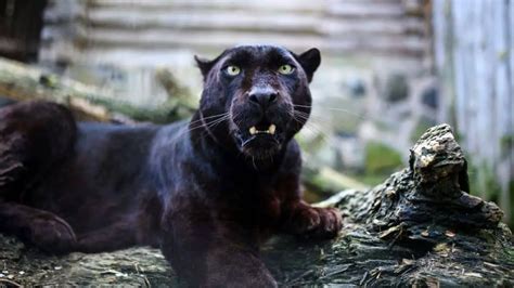 Pet Panther