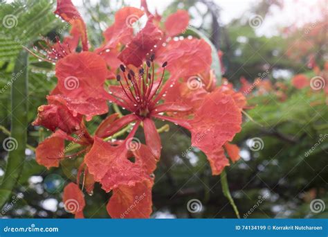 Close Up Beautiful Poinciana ,peacock Flower, Gulmohar Flower and Water ...