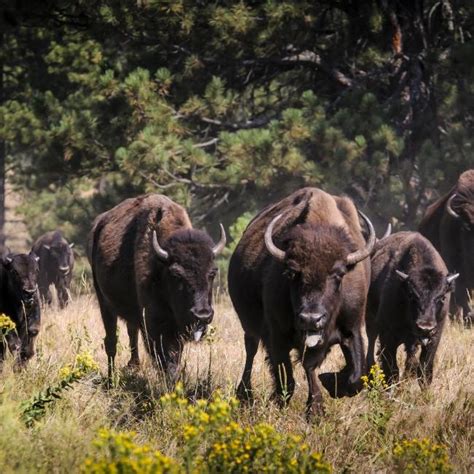 Custer State Park Buffalo Roundup Photo Essay | Travel South Dakota