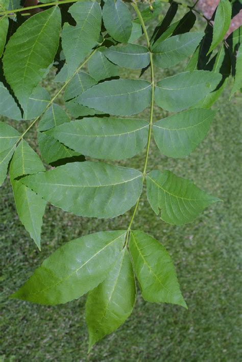 Carya illinoinensis (Juglandaceae) - leaf - whole upper surface