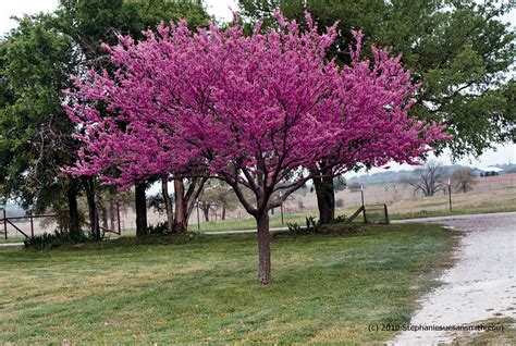 Redbud Tree