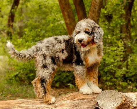 Aussiedoodle Puppies For Sale | Available in Phoenix & Tucson, AZ