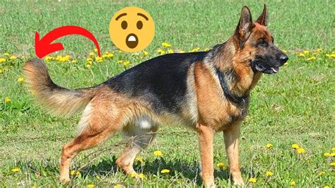 German Shepherd Tail Types and Problems All You Need to Know