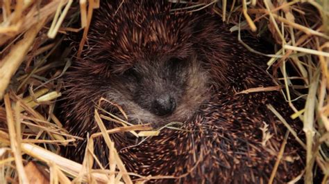 Video Of Hedgehog Moving In Hibernation Box - YouTube