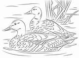 Pair Of Mallard ducks In City pond Coloring Page  Free Printable sketch template