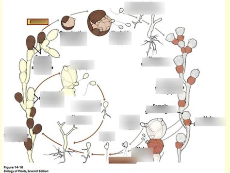 C Chytridiomycota life cycle of allomyces Diagram | Quizlet