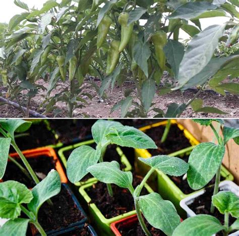 Drip Irrigation for Vegetables - a Full Guide | Agri Farming