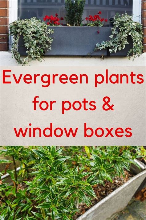 10 easy care evergreen pots for year round impact | Evergreen plants, Container plants ...