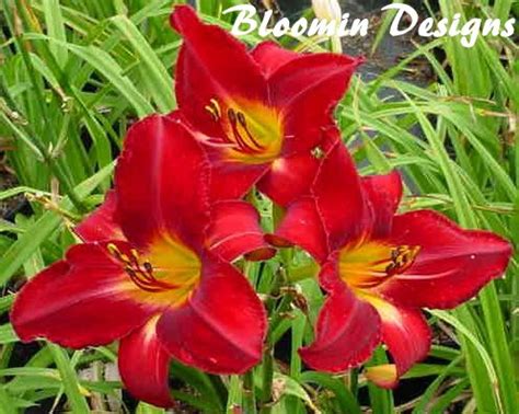 Daylily RED VOLUNTEER | Perennial Plant Sale | Bloomin Designs Nursery