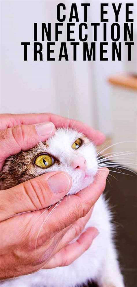 Cat Eye Infection Home Remedies, Signs and Symptoms