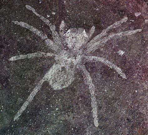 Ancient spider fossils with reflective eyes | Earth | EarthSky