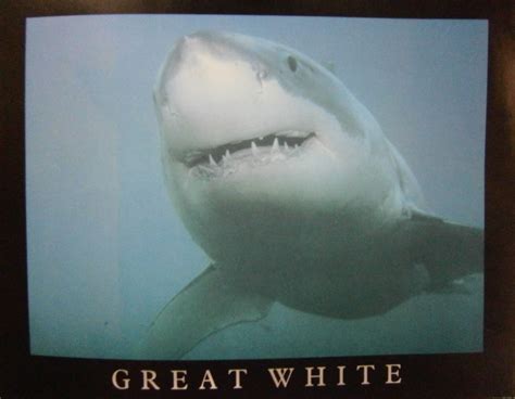 Great White Shark Mini Poster — Poster Plus