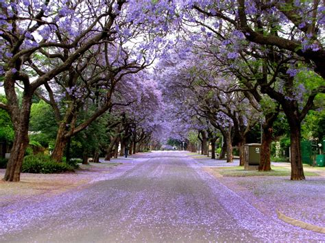 Gallery: Jacaranda Trees – Visit Tshwane