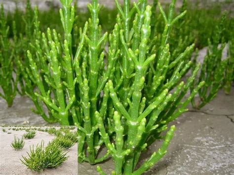 Salicornia — Plant-based Green Salt | by Srinivasa K. Rao, Ph.D. | Food ...