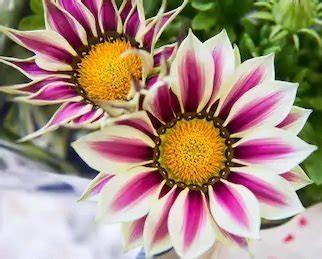 Gazania Seeds | Buy Online at Seeds of Plenty