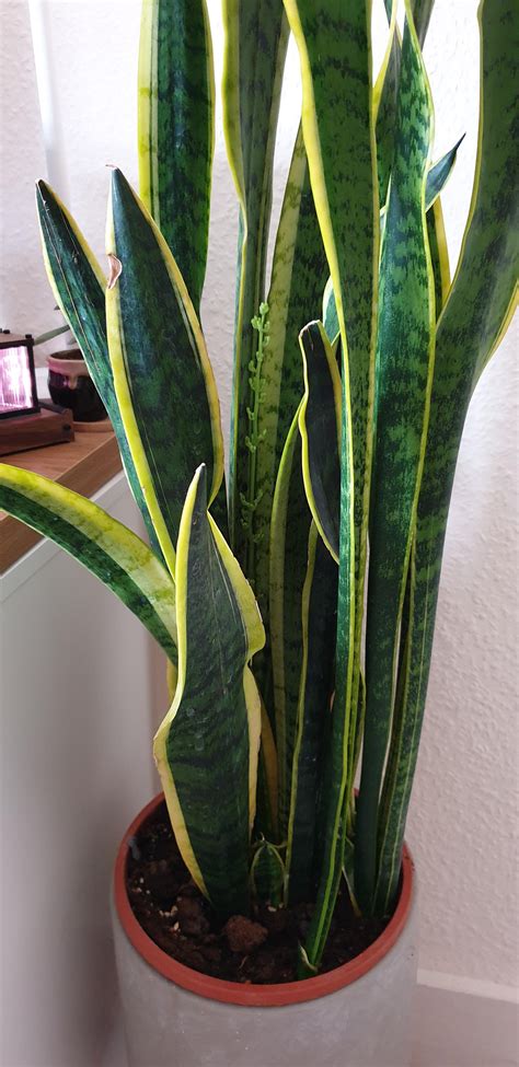 My giant snake plant is about to flower! I didn't even know they could do that. : r/plants