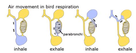 Class Aves – The Biology Classroom