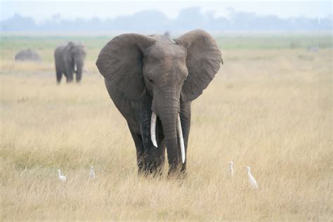 Free Images : prairie, adventure, herd, grazing, africa, mammal, fauna, savanna, plain, savannah ...