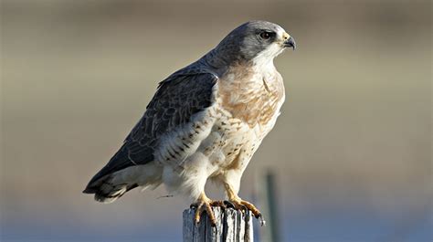 Swainson’s Hawk : Minnesota Breeding Bird Atlas