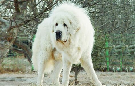 White Tibetan Mastiff Dog | Tibetan mastiff dog, Mastiff puppies, Tibetan mastiff