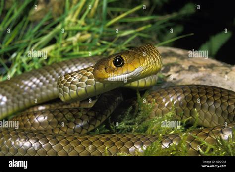 Indo Chinese Rat Snake, ptyas korros Stock Photo: 111525856 - Alamy