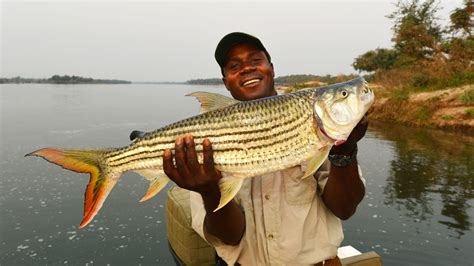 Tussle with a Tiger Fish | Avid Fisherman Experience in Zambezi