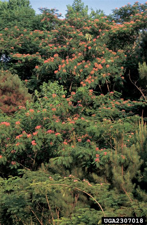 mimosa (Albizia julibrissin)