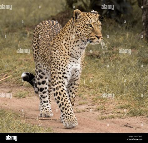 Wildlife Photos from the Maasai Mara Stock Photo - Alamy