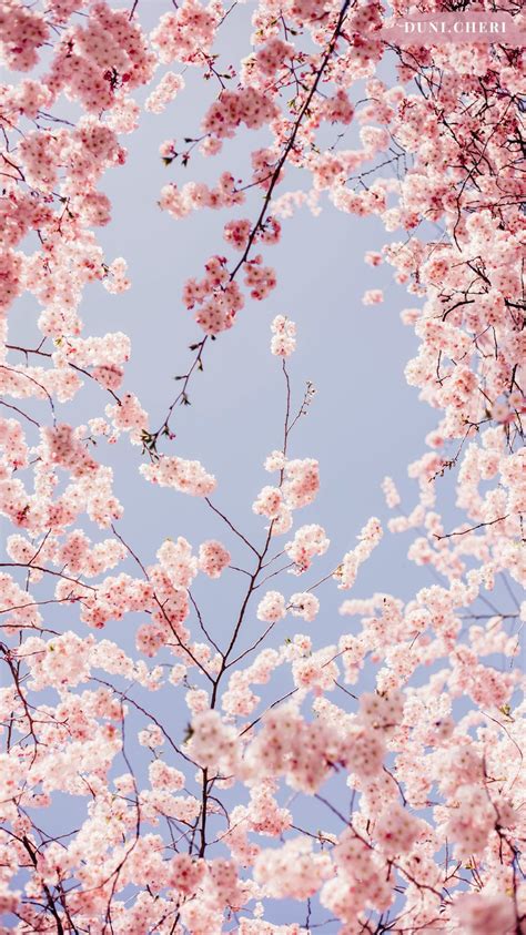 Aesthetics Sakura Wallpapers - Wallpaper Cave