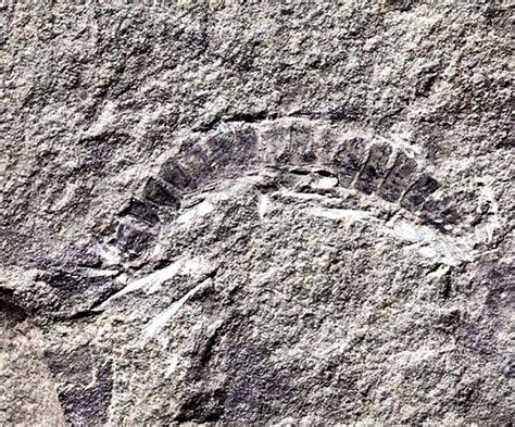 FOUND: Millipede fossil discovered is world's oldest known land animal ...