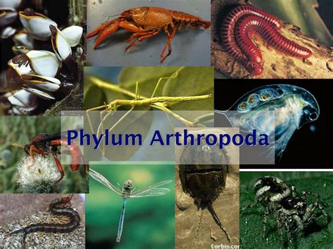 Filum Arthropoda