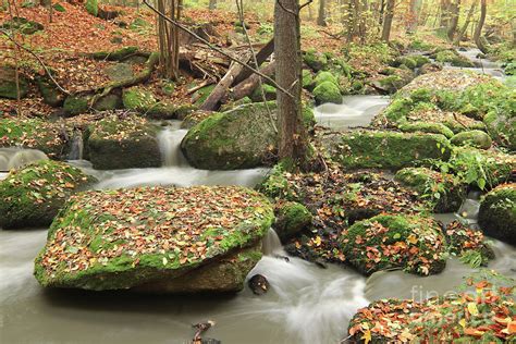 Brook in the autumn forest #1 Photograph by Michal Boubin - Fine Art America