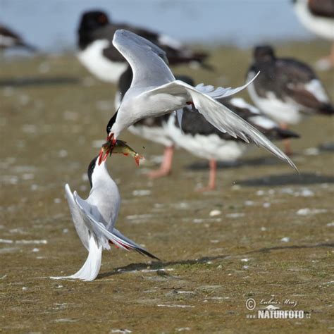 Sterna hirundo Pictures, Common Tern Images, Nature Wildlife Photos | NaturePhoto