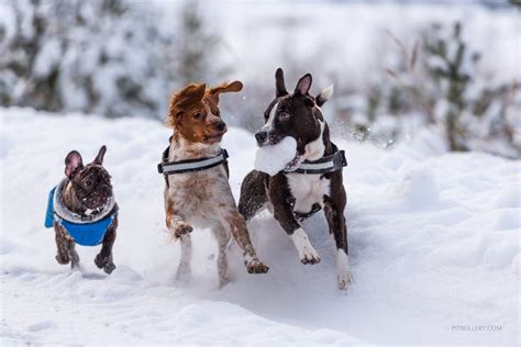 Snow dogs dogs playing in the snow | Snow dogs, Dogs, Funny dogs