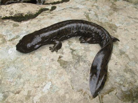 Eastern Hellbender | Virginia DWR