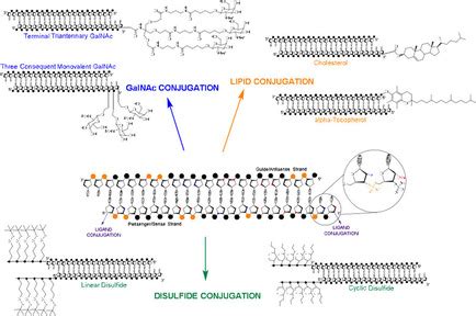 Developments in siRNA Modification and Ligand Conjugated Delivery To Enhance RNA Interference ...