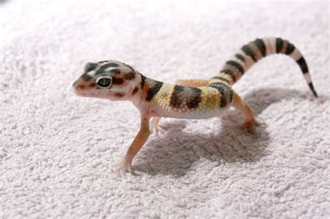 Common Leopard Gecko Facts, Habitat, Diet, Lifespan, Pictures