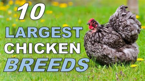 Top 10 Biggest Chicken Breeds - YouTube