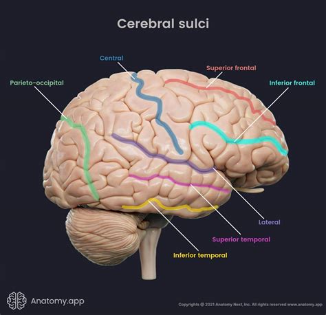 Lateral Fissure Brain