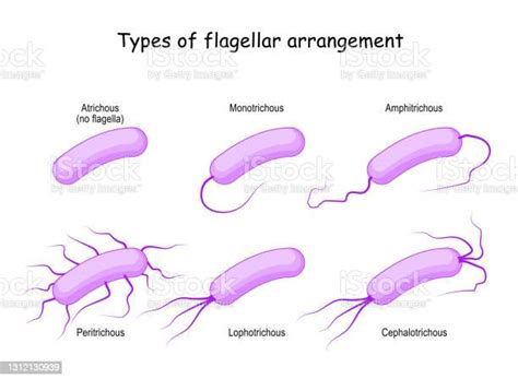 Types Of Flagellar Arrangement Bacteria Stock Illustration - Download ...