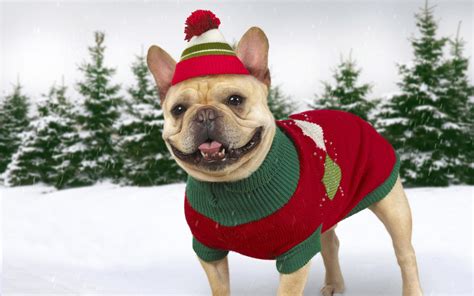 Dogs In Winter Clothes - Dress The Dog - clothes for your pets!